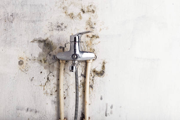Best Local Mold Removal Service  in Merrick, NY