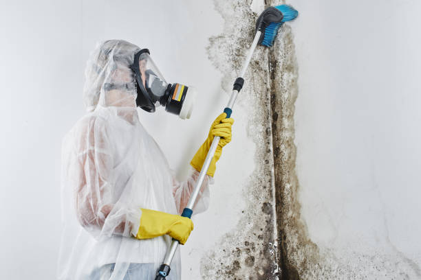 Best Black Mold Removal  in Merrick, NY