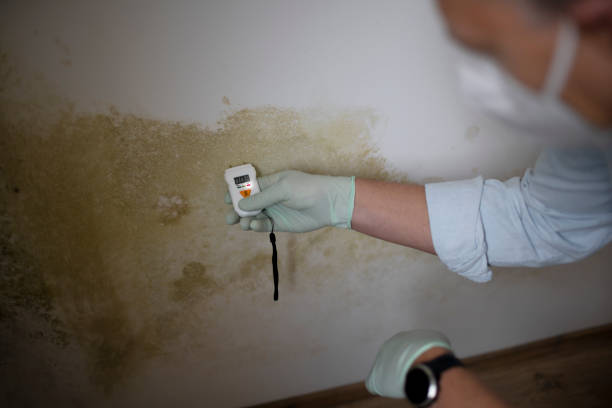 Best Local Mold Removal Service  in Merrick, NY