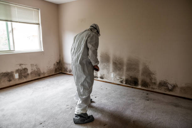 Best Mold Testing  in Merrick, NY