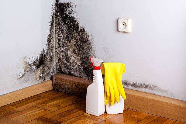 Professional Mold Removal in Merrick, NY