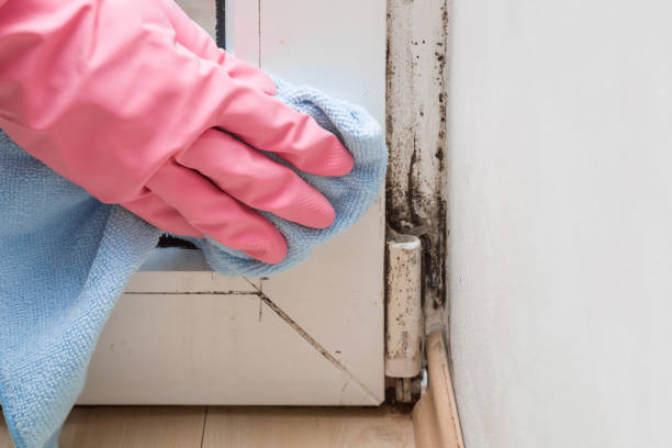Best Attic Mold Removal  in Merrick, NY